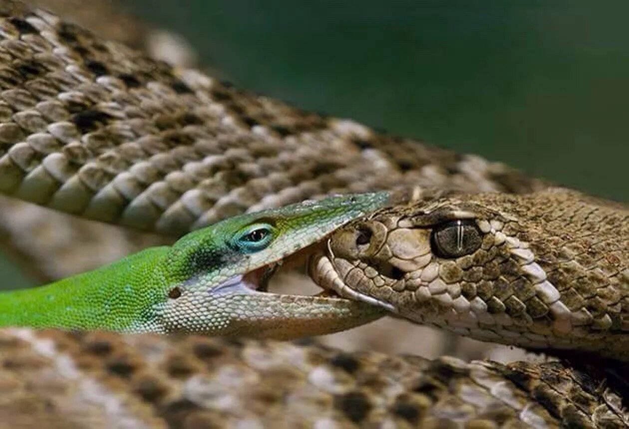 забавная змея. день змеи 16 июля. Ahaetulla prasina. змея смеется. забавная змея.