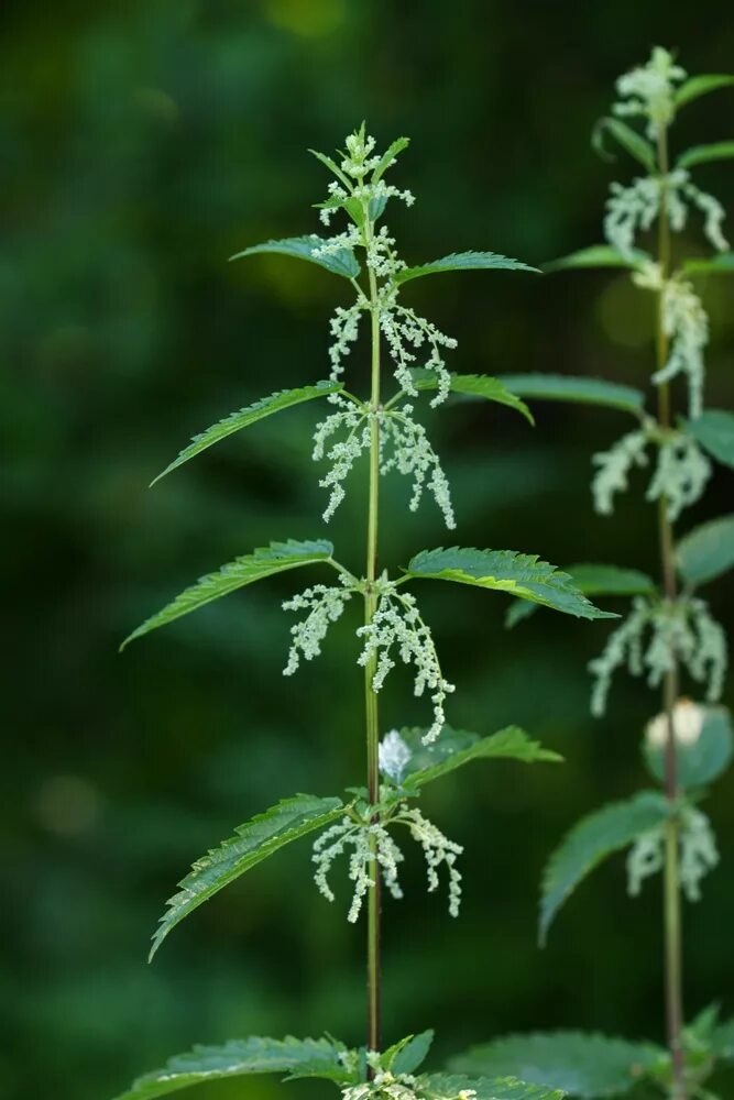 Крапива узколистная. Крапива (Urtica dioica). Urtica angustifolia крапива узколистная. Крапива двудомная цветение.