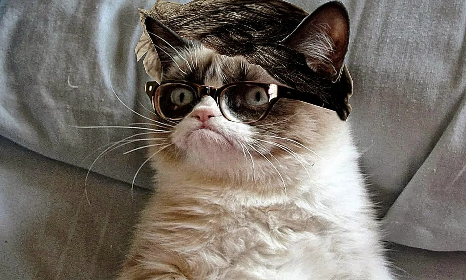 Cat meme