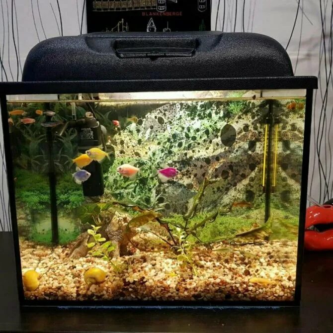 60 литров с гуппи. Аквариум prime 50 литров. Рыбки для аквариума 30 литров. Тернеции в аквариуме 30 литров. Сколько рыбок можно держать литровом аквариуме.