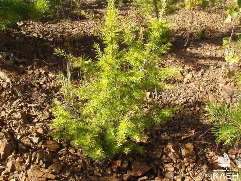 Лиственница кавказская. Лиственница сибирская larix sibirica. Лиственница европейская обыкновенная. Лиственница сибирская хвоя. Маленькие лиственницы.