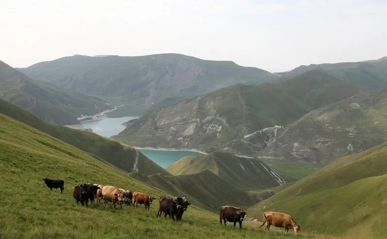 Сельское хозяйство Северного Кавказа. Карачаево-Черкесская Республика хозяйство. Сельское хозяйство Карачаево-Черкесской Республики. Животноводство Северного Кавказа. Отрасли животноводства северного кавказа