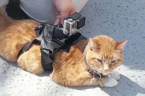 Камера на коте