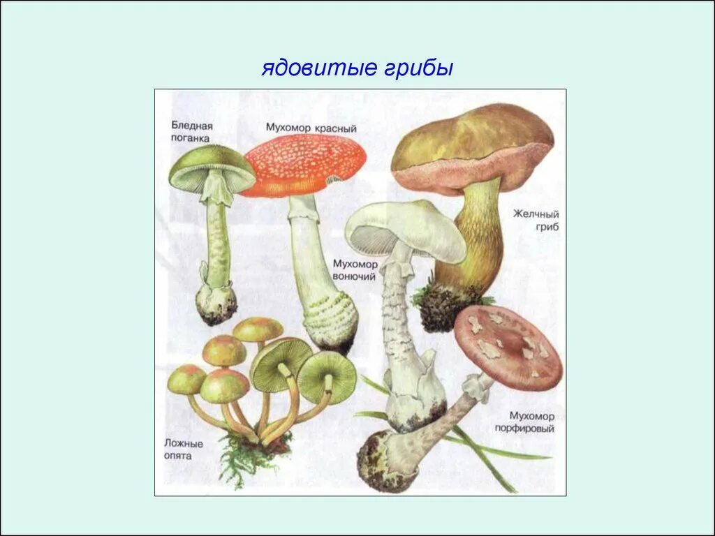 Опасные грибы. Несъедобные грибы. Проект ядовитые грибы. Шляпочные грибы ядовитые грибы.
