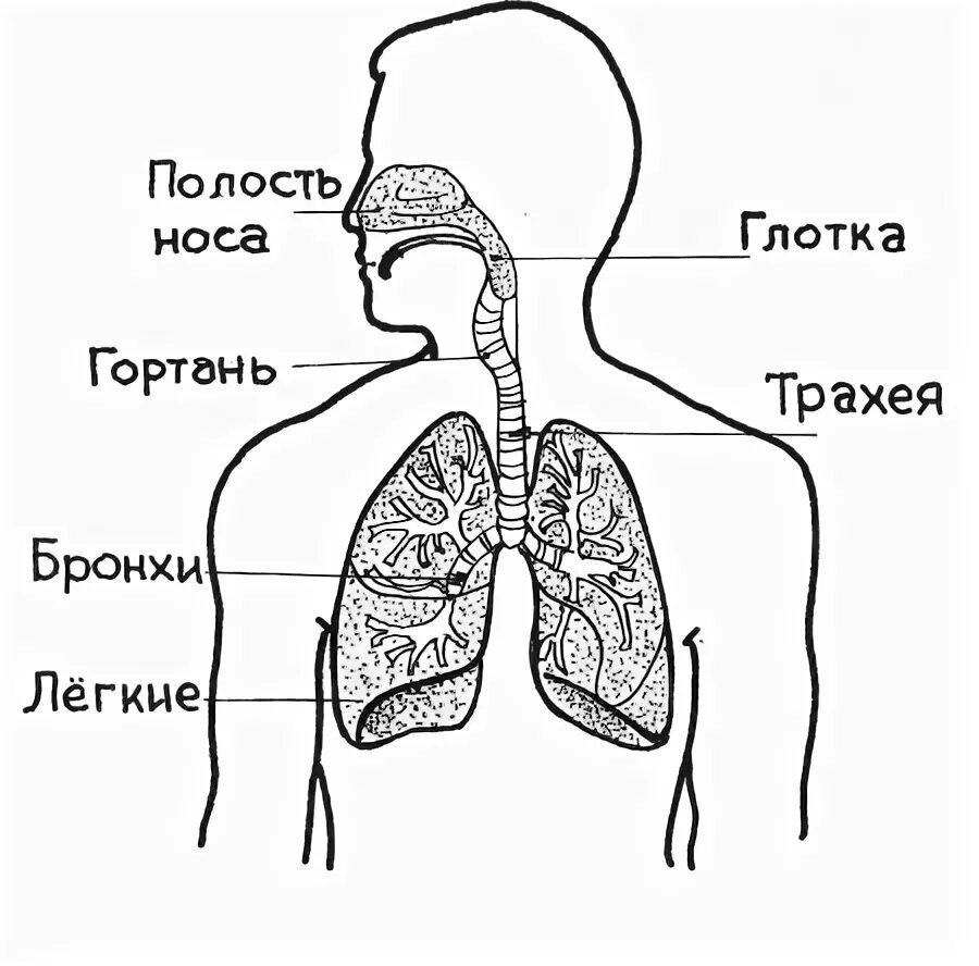 Дыхание схема 3 класс. Дыхательная система человека схема 3 класс. Дыхательная система органов дыхания 3 класс. Схема дыхательной системы человека 3 класс окружающий мир. Дыхательная система человека 3 класс.