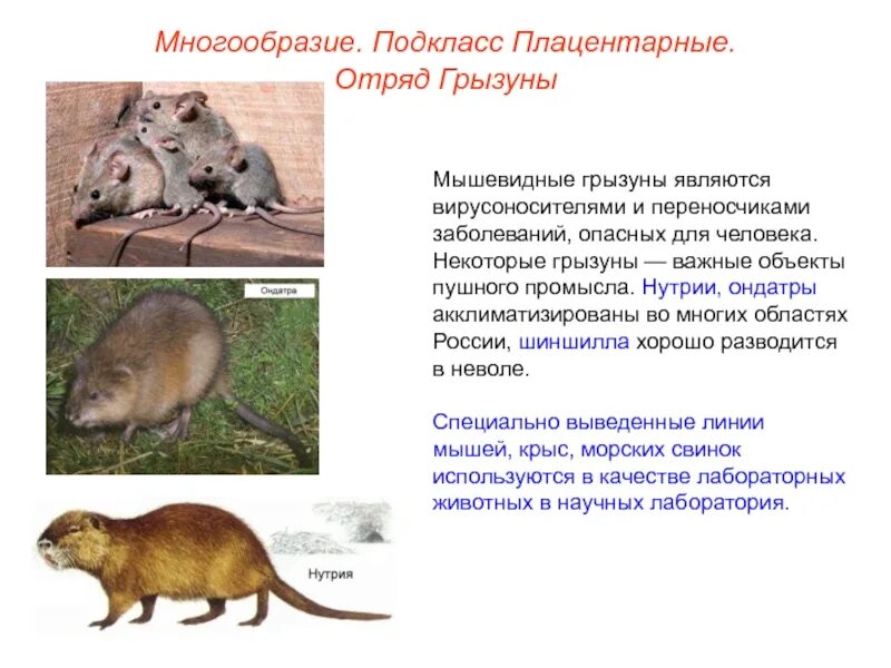 Представителем грызунов является. Плацентарные млекопитающие. из отряда грызунов являются объектом пушного промысла. мышевидные грызуны россии.