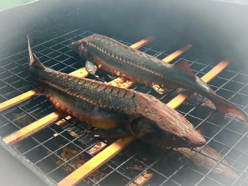 Вяленая рыба волгодонск. Сарапул. Предприятие алькор сарапул. Ооо. Рыбка сарапул.