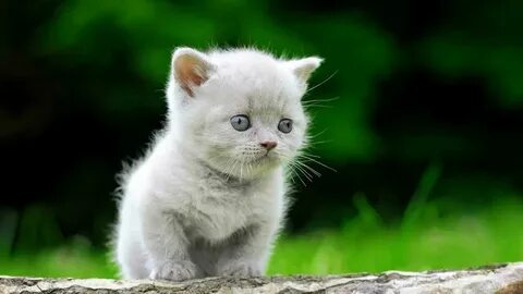 Котики сборник