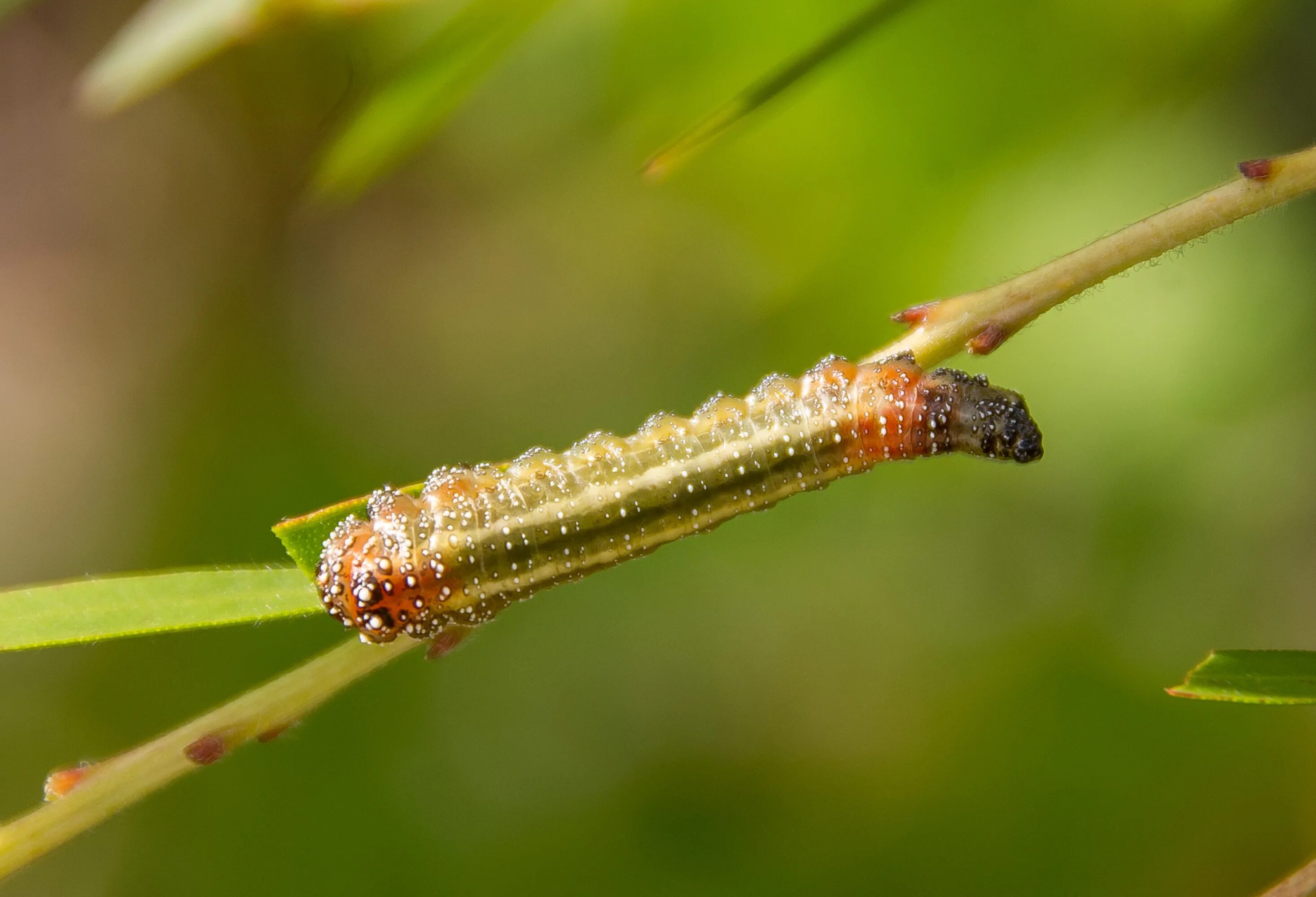 Insect legs. Насекомые гусеница. Гусеницы клопов. Гусеница клопа. Ноги гусеницы.