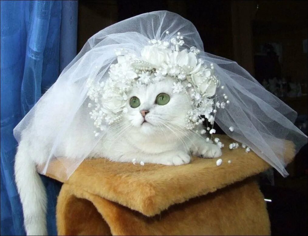 Кошки выходят замуж. Кошка невеста. Кошки в свадебных нарядах. Кошка в свадебном платье. Кошка в фате.
