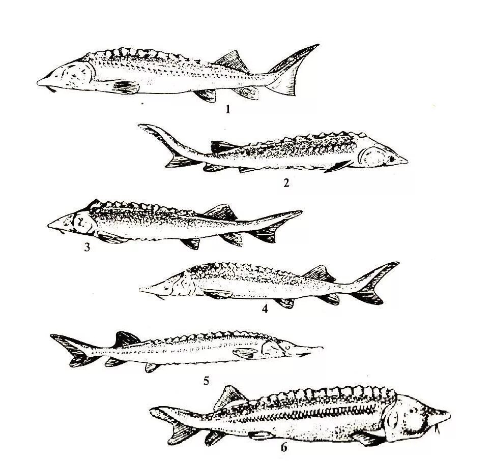 Промысловые группы рыб. Семейство осетровых рыб стерлядь. Рыба шип семейства осетровых.