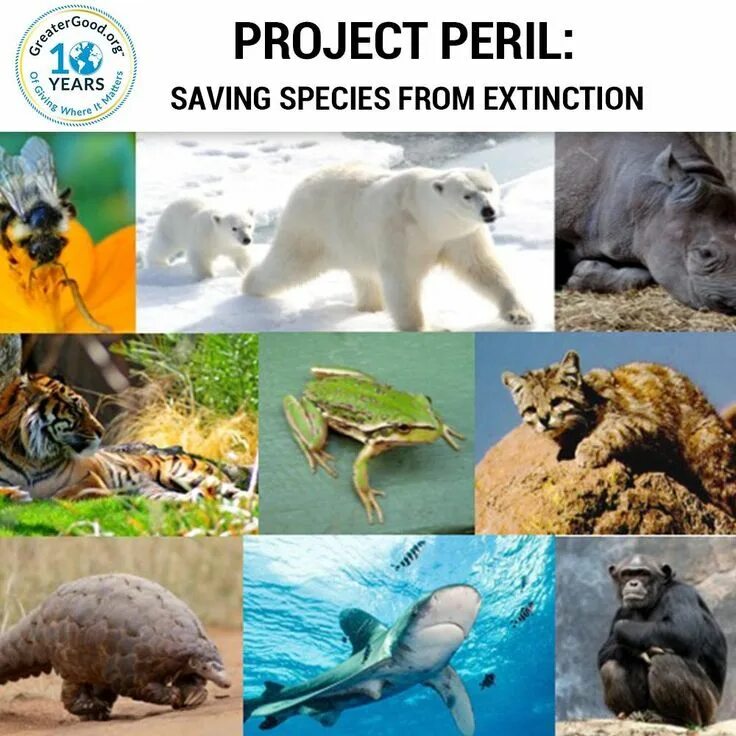 Extinct endangered animals. Extinction of species. protecting wildlife extinction. save animals from extinction. project protecting animals.