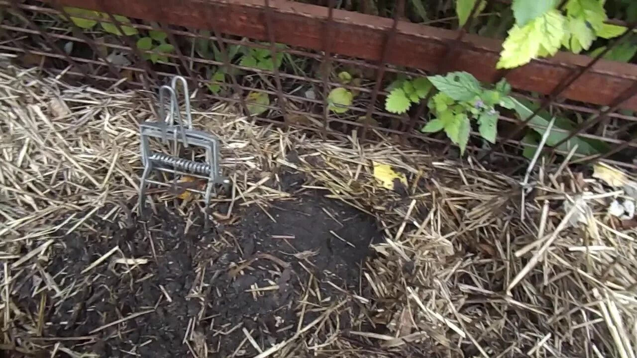 Как правильно установить кротоловку