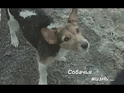Слушать жизнь собачья