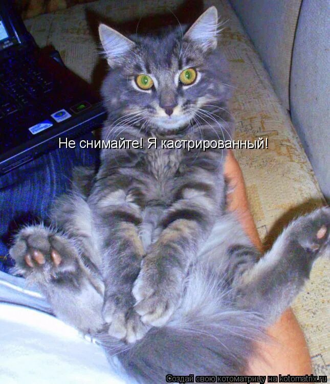 песня меня кастрировали