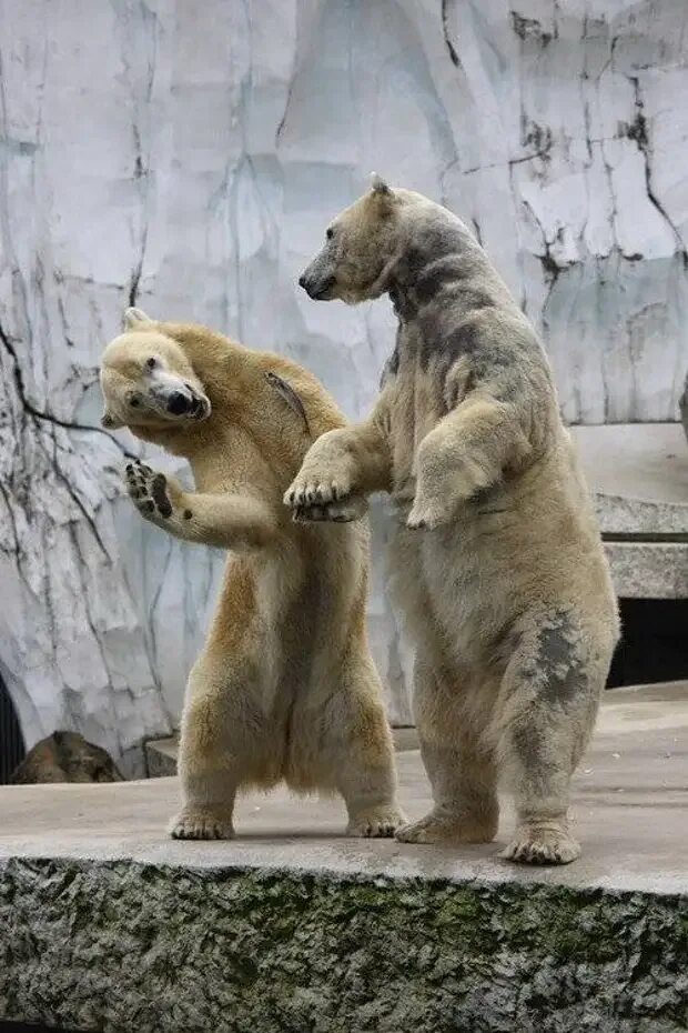 Животные пляшут. Танцующие медведи. Медведь танцует. Танцы животные. Смешной медведь.