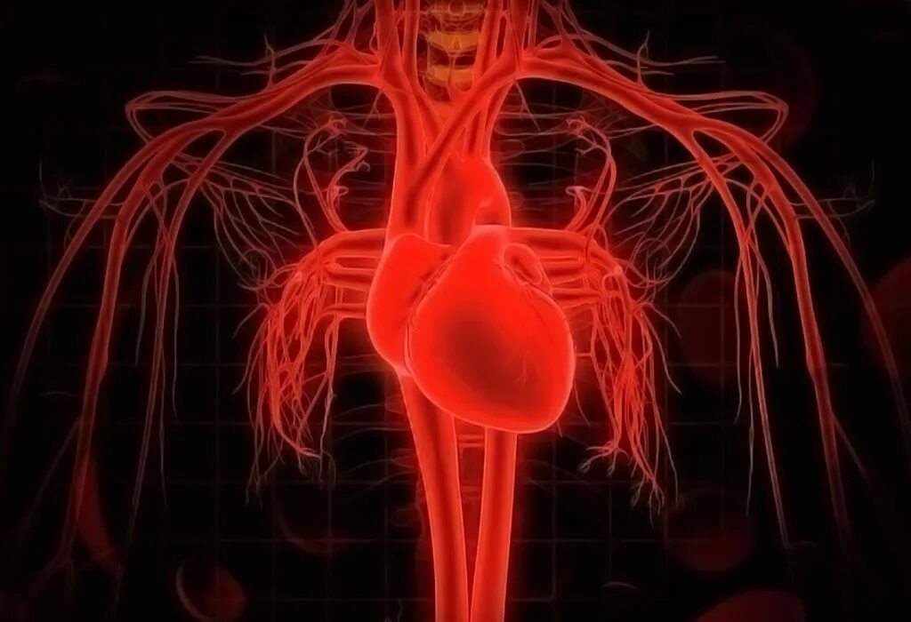 Кровеносная система кровь. Кровеносная система человека сердце. 3 Кровеносная система кровь. Крововеносная система.