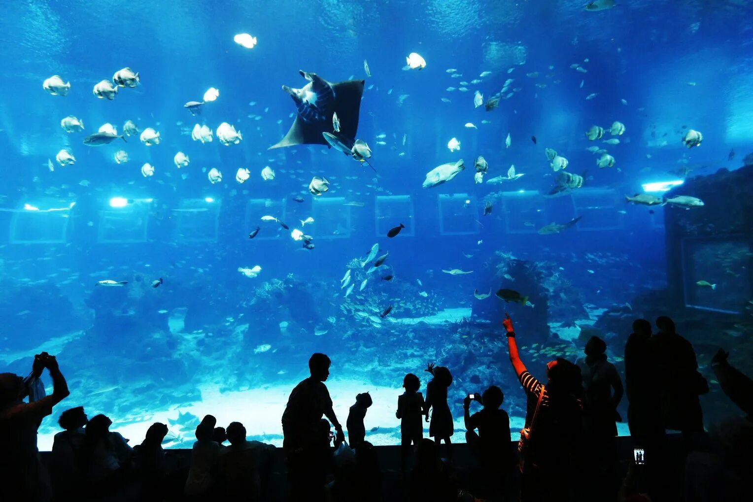 Marine Life Park, Сингапур. Москвариум аквариум. Парк ВДНХ Москвариум. Аквариум в Москвариуме на ВДНХ.