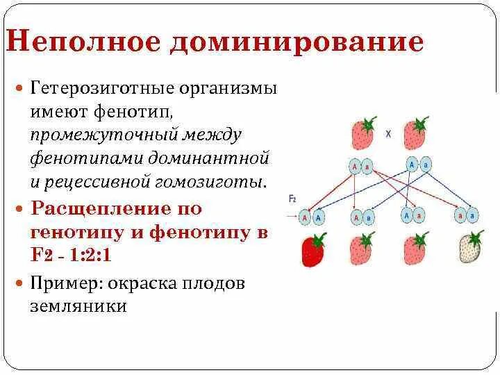 Полное доминирование расщепление по генотипу. Неполное доминирование гетерозиготных организмов. Неполное доминирование генотип и фенотип. Расщепление по фенотипу. Неполное доминирование расщепление.