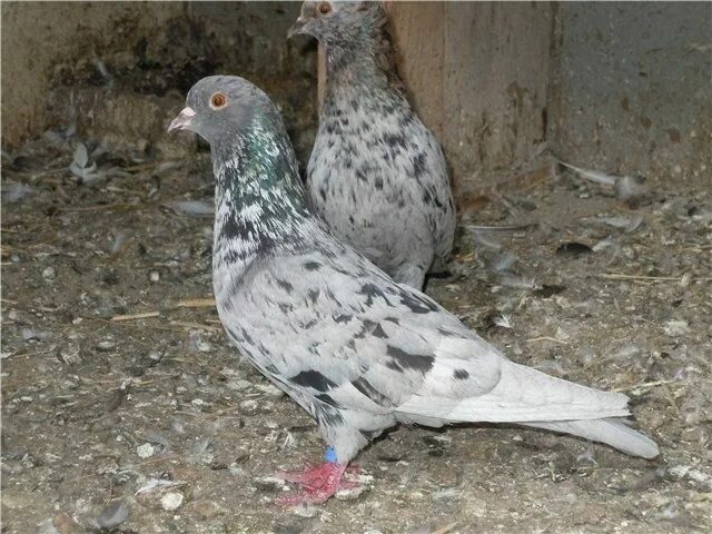 Мраморные голуби. Голубибокинцы мраморные. Мраморные голуби. Бойные голуби мраморные бакинские. Голуби мраморные бакинцы.