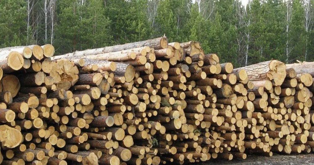 Где можно купить лес. Пиловочник. Дерево заготовка. Пиловочник ель. Заготовка древесины для строительства.