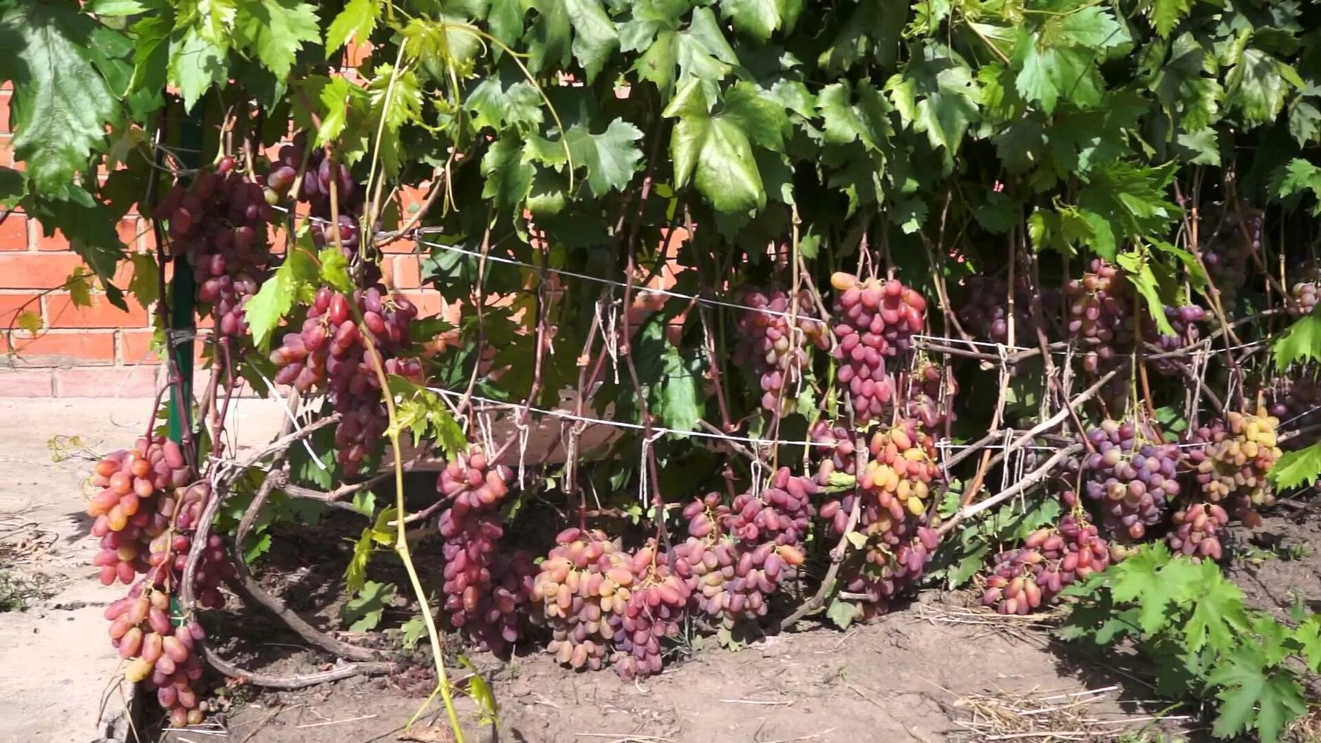 Виноград сорта шарова. Сорт винограда Новочеркасский. Сорт винограда юбилей Новочеркасска. Виноград Паис сорт. Виноград юбилей Новочеркасска.