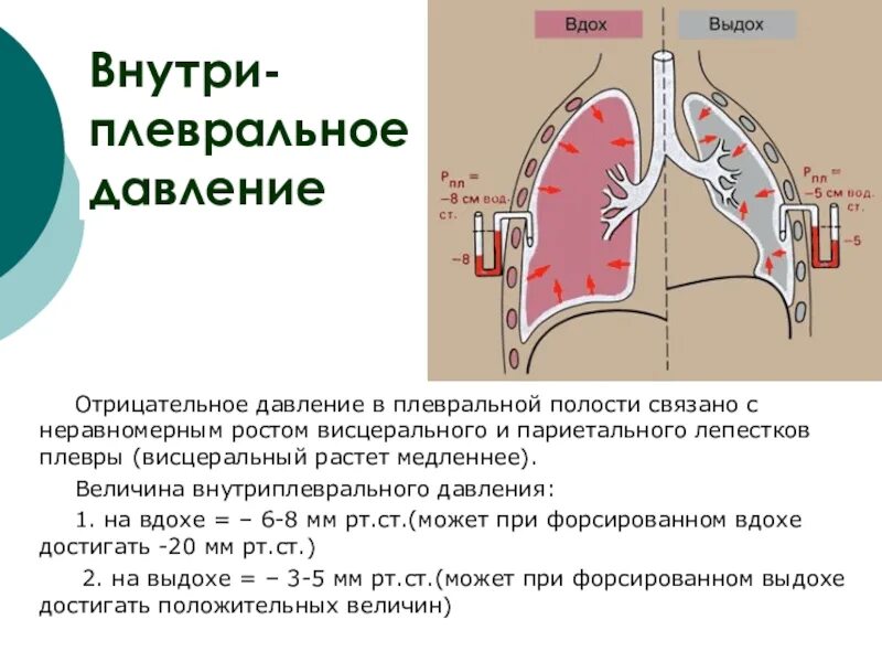 Изменения при вдохе и выдохе. Давление в плевральной полости. давление в плевральной полости при вдохе и выдохе. давление в плевральной полости при вдохе. плевральная полость при вдохе и выдохе.