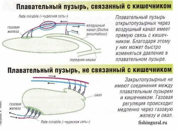Значение плавательного пузыря у рыб. Плавательный пузырь у рыб функции и строение. газовая железа плавательного пузыря. надкласс рыбы плавательный пузырь. гидростатический аппарат плавательный пузырь.