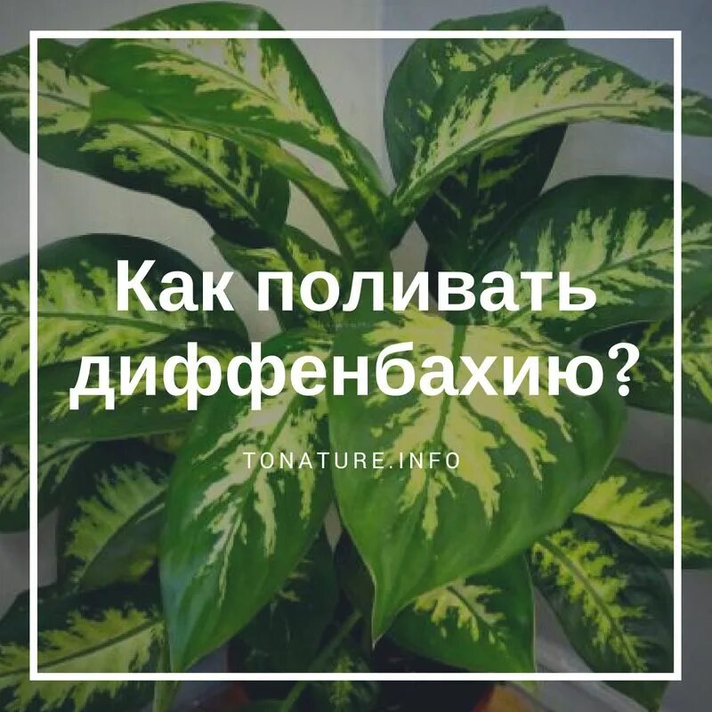 Как часто поливать диффенбахию