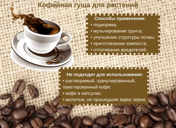 Применение кофе. Кофейная гуща для растений. способ использования кофе. способы применения кофе. кофейная гуща удобрение.