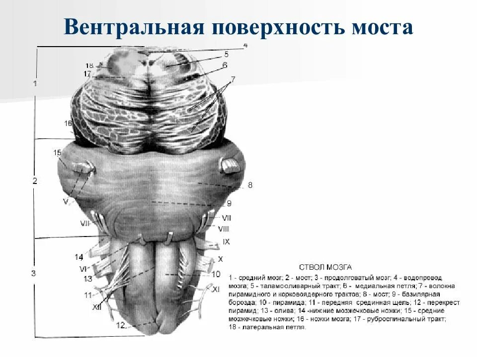 Вентральная поверхность ствола головного мозга. Продолговатый мозг строение задняя поверхность. Задний мозг мост вентральная поверхность. Варолиев мост вентральная поверхность.