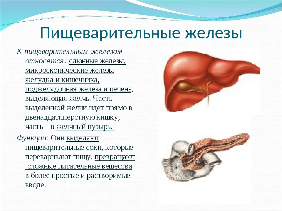 Какова функция пищеварительных желез