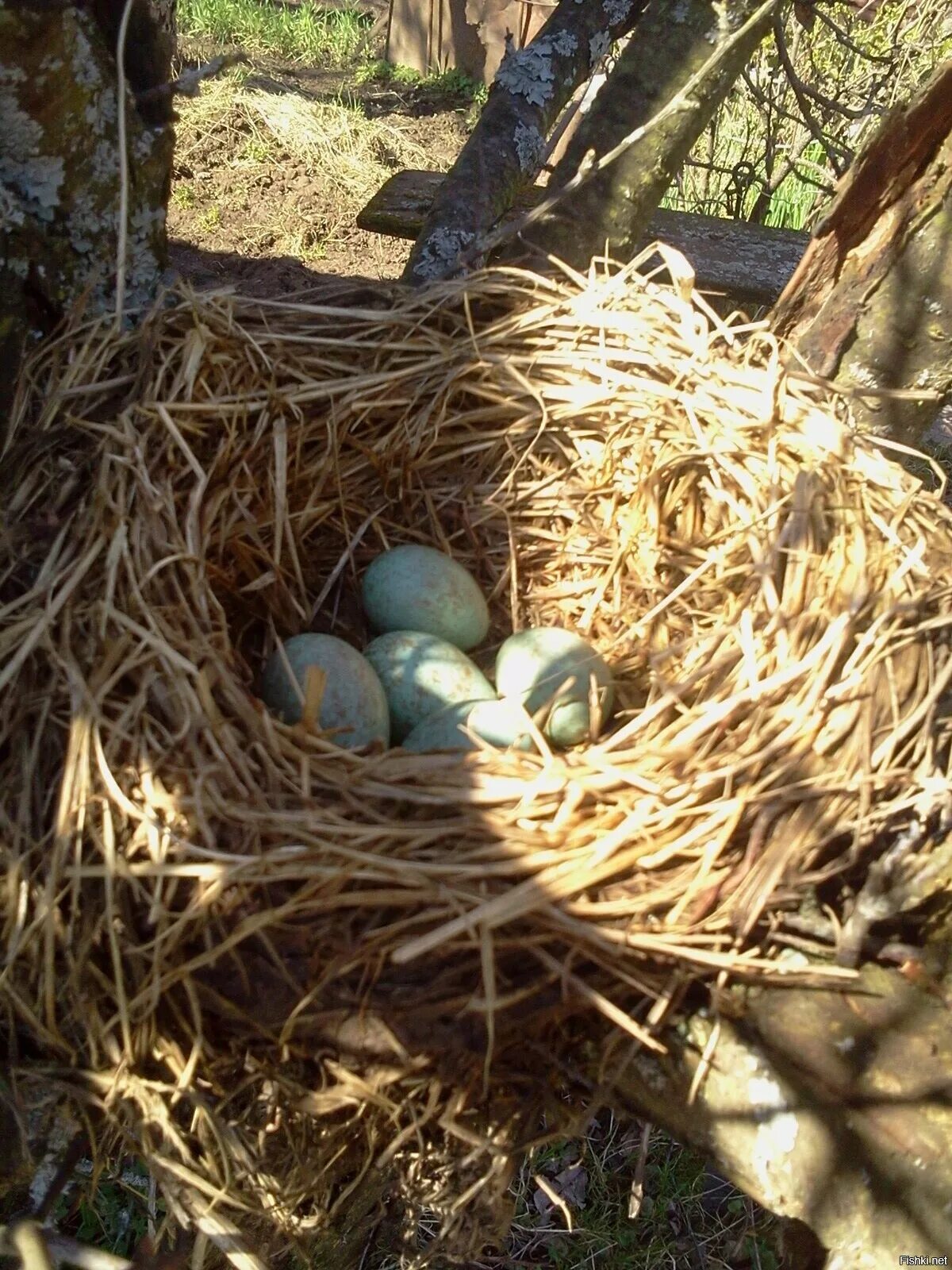 Яйца скворцов фото. Яйца певчего дрозда. Гнезда Скворцов. Яйца скворца в гнезде. Яйца Дроздов.
