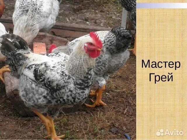 Cream Legbar - Hens A-Z - Your Chickens Cream legbar, Barnyard buddies, Chicken 