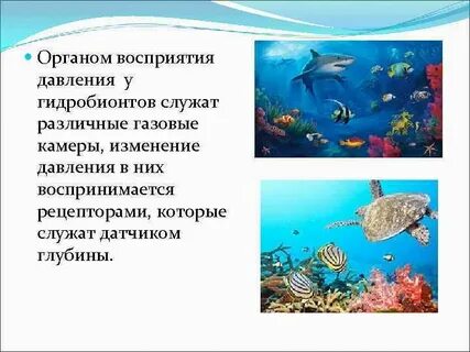 У гидробионтов холодных вод имеется ряд адаптаций