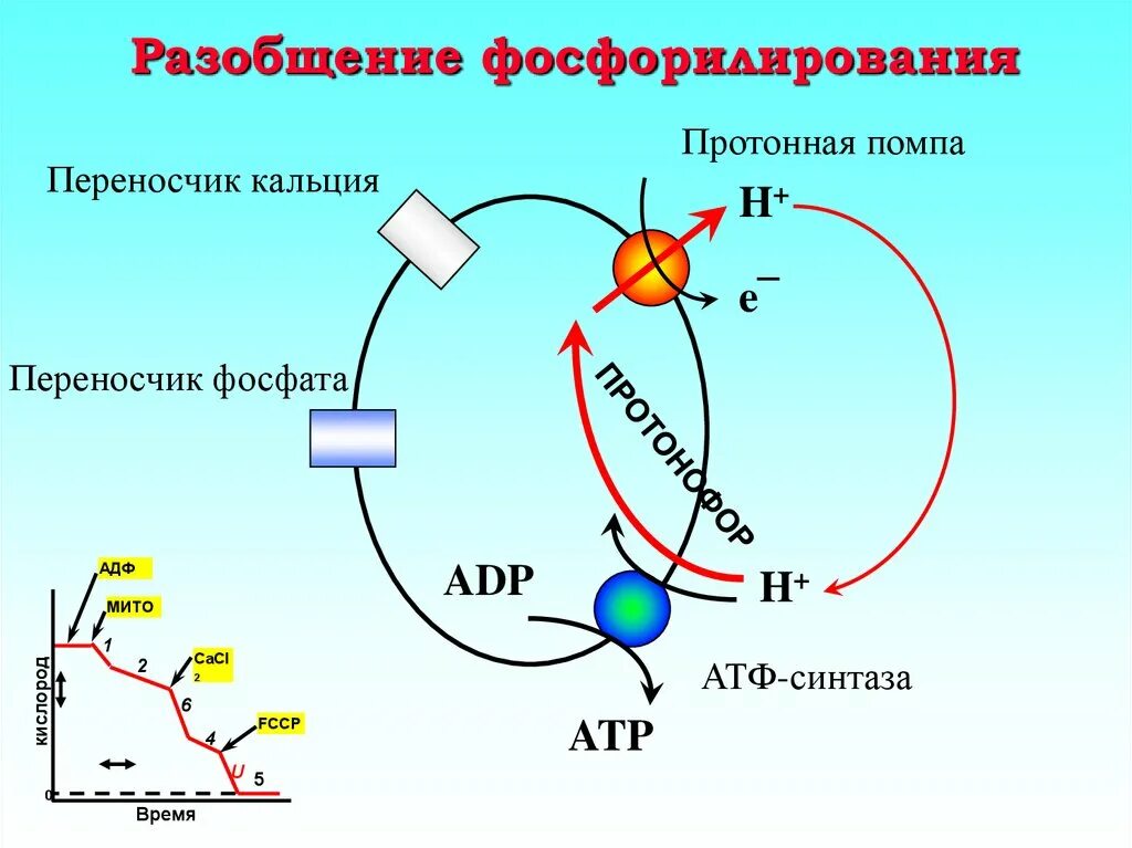 Разобщение