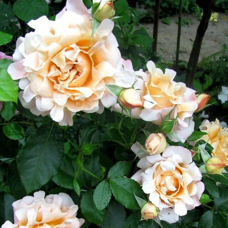 Пайн дрим. Роза пайн дрим. Пайн дрим. Пайн дрим. Роза патио свит дрим.