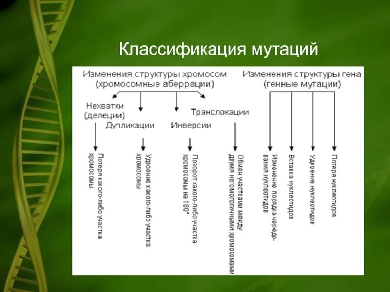 Изменение количества хромосом мутация. Классификация мутаций таблица по биологии. Схема классификации генных мутаций. Мутации классификация мутаций. Типы хромосомных мутаций таблица.