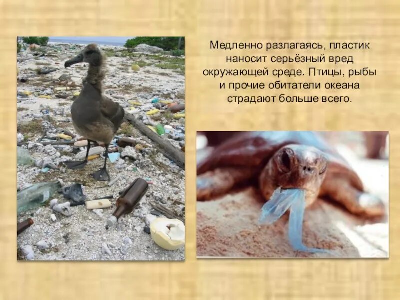 Лицо причинившее вред окружающей среде. Вред пластика. вред мусора для окружающей среды. вред от пластика для окружающей среды. ущерб пластика природе.