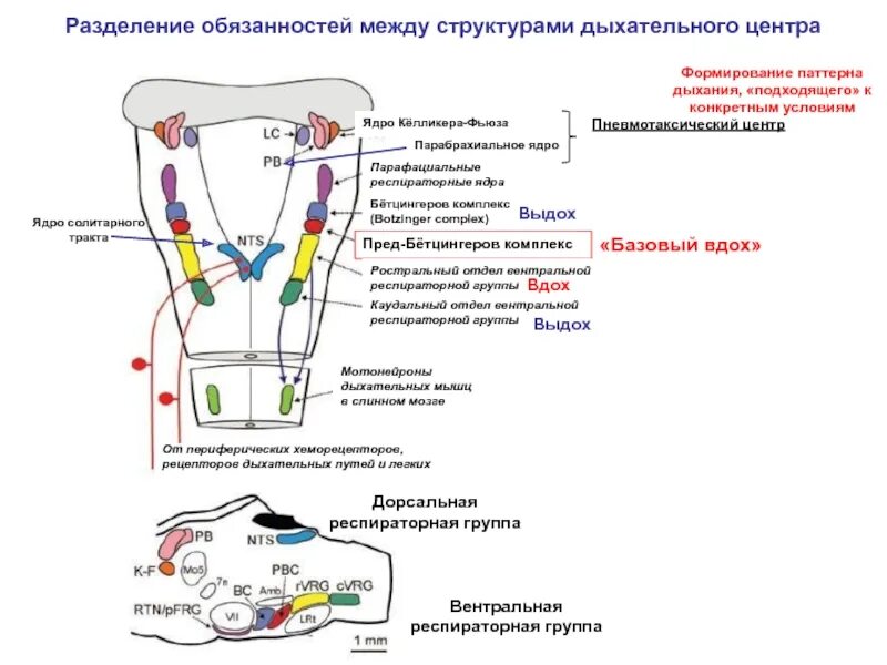 Содержит центр дыхания. Дыхательный центр его структура и локализация. структура и функции дыхательного центра. строение дыхательного центра схема. дорсальная группа дыхательных нейронов.