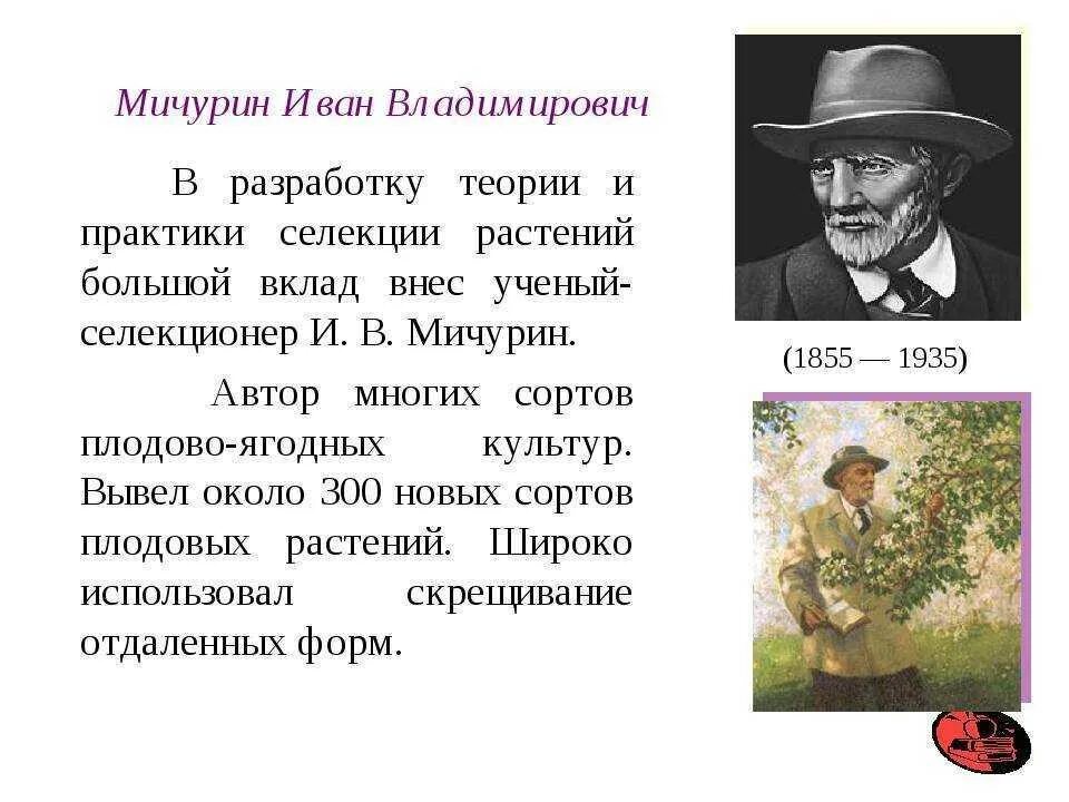 Мичурин селекционер биография. В. Мичурин селекционер достижения. Ученый мичурин вклад в развитие селекции. Мичурин селекционер достижения.