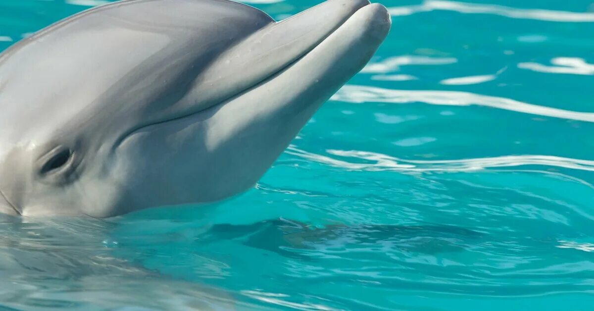 дельфины. будет ли дельфин 4. дельфин в азовском море. маленький дельфин на берегу. дельфинарий тайланд.