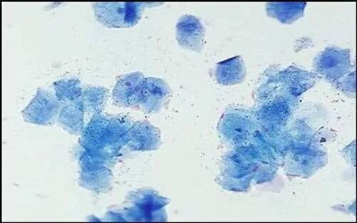 прогестерон у собак овуляция таблица. мазок на готовность суки к вязке. цикл эструса у собак. прогестерон в овуляцию. овуляция у собаки прогестерон.