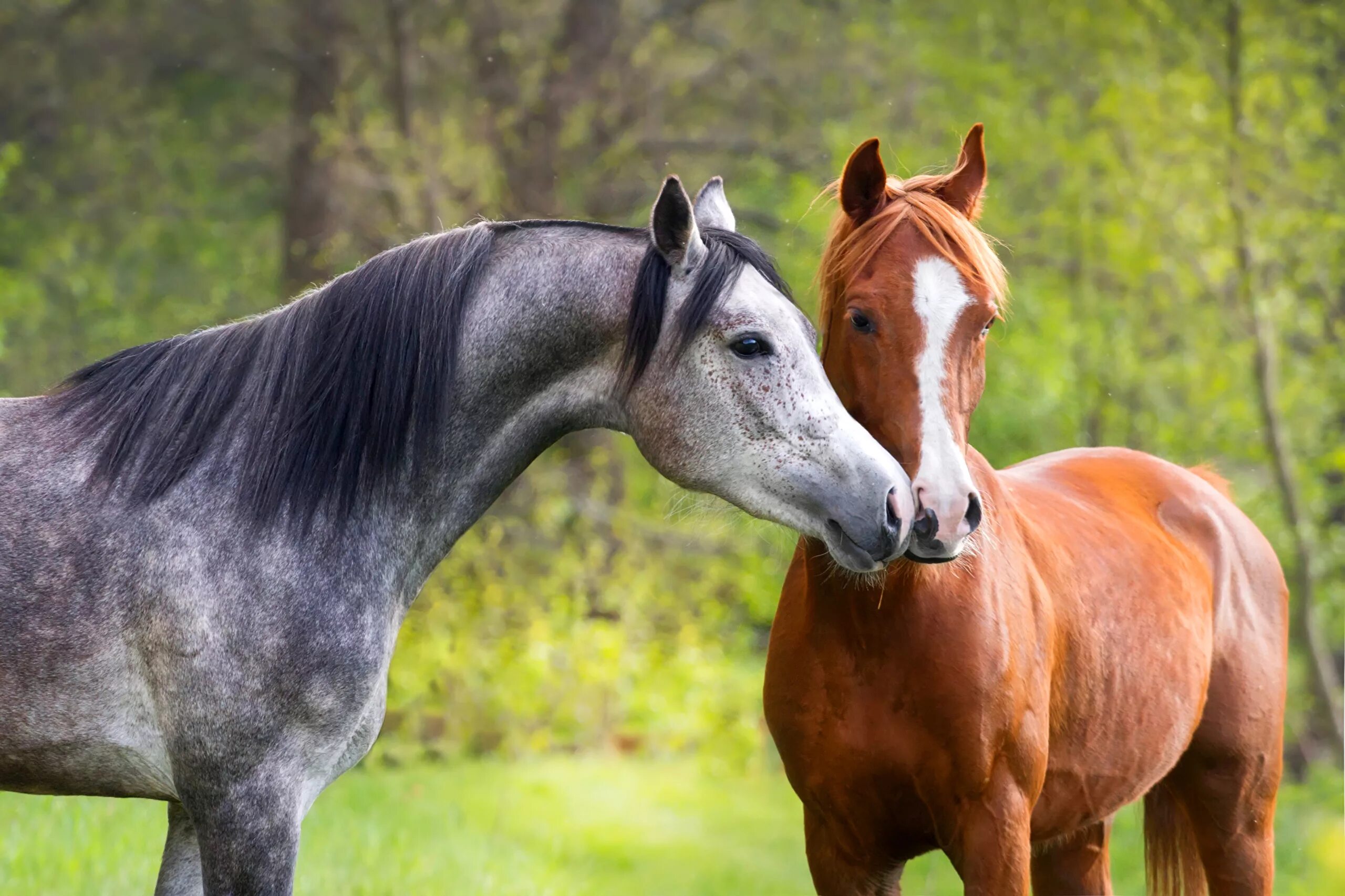 Horses are beautiful