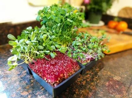 Микрозелень какую выбрать