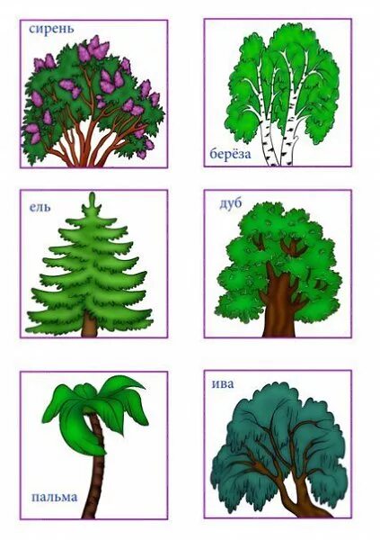 Тема деревья в подготовительной группе. Лексическая тема деревья и кусты. Деревья старшая группа. Карточки кусты для детей. Карточки деревья и кустарники для детей.
