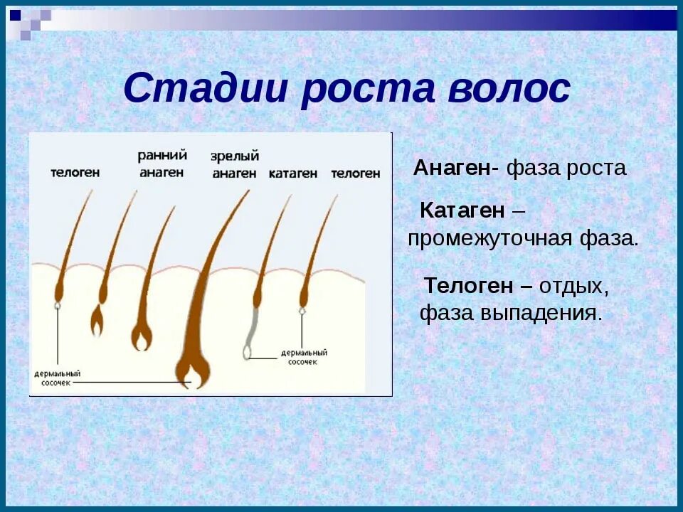 Анаген катаген телоген. Фазы роста волос анаген. Анаген катаген телоген ресницы. Стадии роста волос анаген катаген. Рост волоса происходит за счет