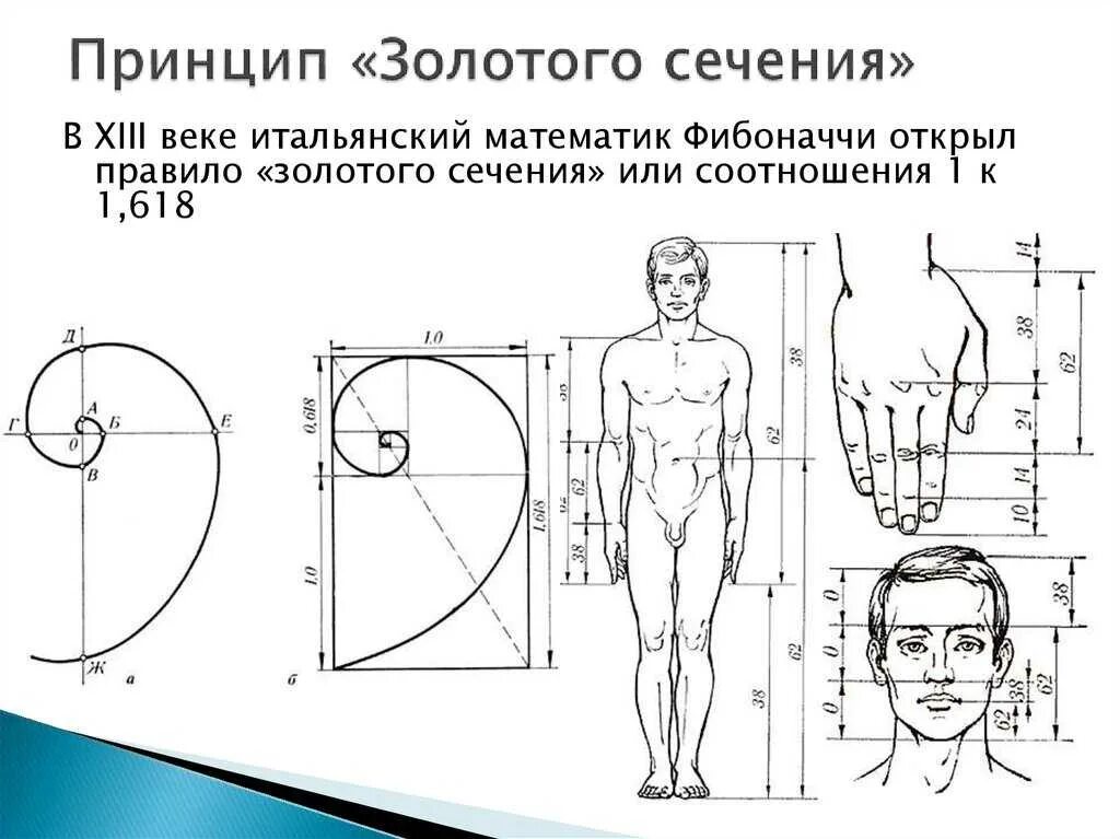Золотое сечение просто. Золотое сечение пропорция фибоначчи. фибоначчи пропорции человека. золотое сечение пропорция схема. золотое сечение чертеж.