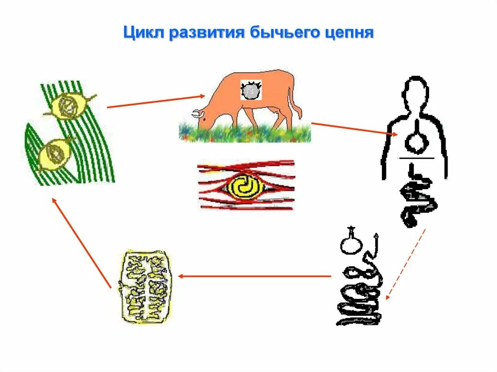 Жизненный цикл бычьего цепня начиная с яиц