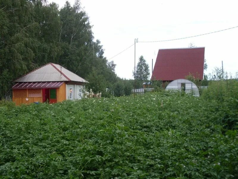 Купить участок искитимский. СНТ Березка Искитимский район. СНТ Березки Новосибирская область. Дача СНТ Березка. Дача СНТ Березка Искитимский район.